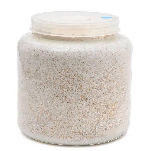 菌糸ビン　ＸＬ－ＰＯＴ　カワラタケ　２３００ｃｃ　５本　透明ボトル　ＣＲＣ18―35―40―10―30