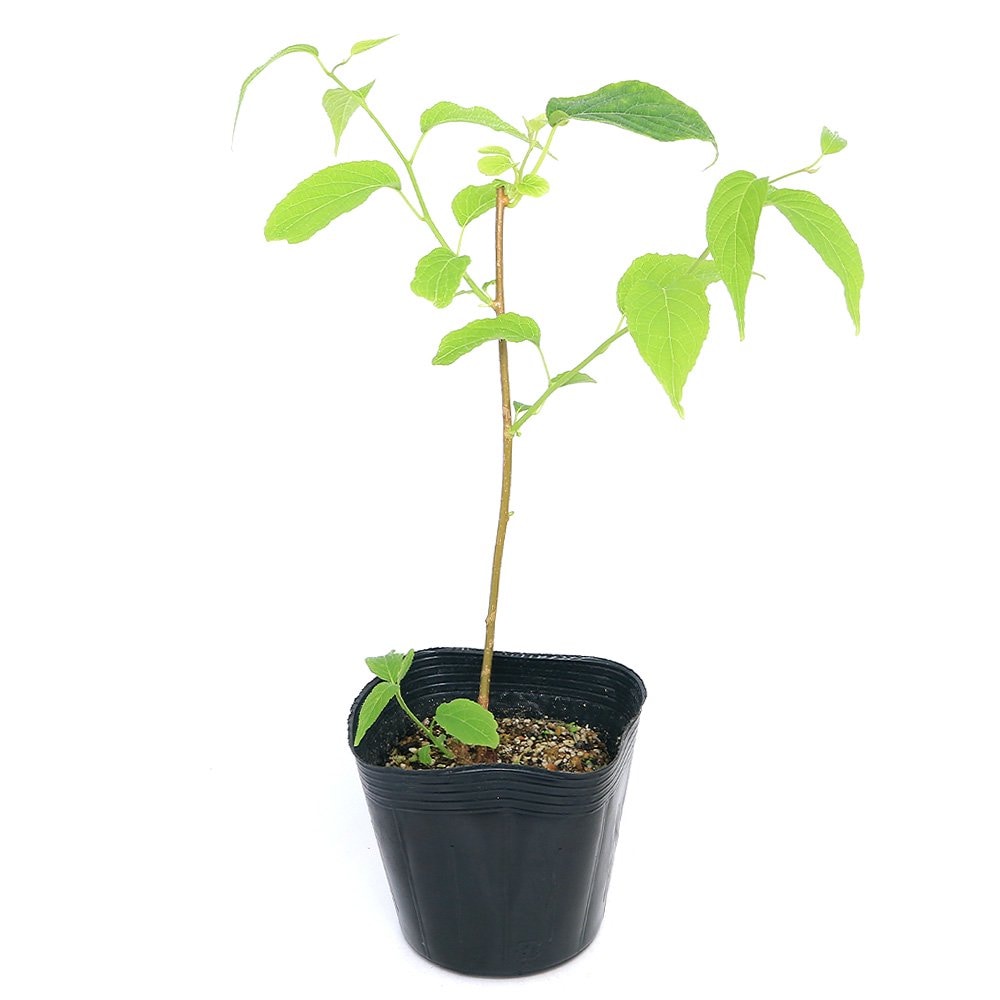 （山野草）盆栽　またたびの苗　３ー４号（５ポット）猫　おやつ　ＣＲＣ15―18―15―14―00