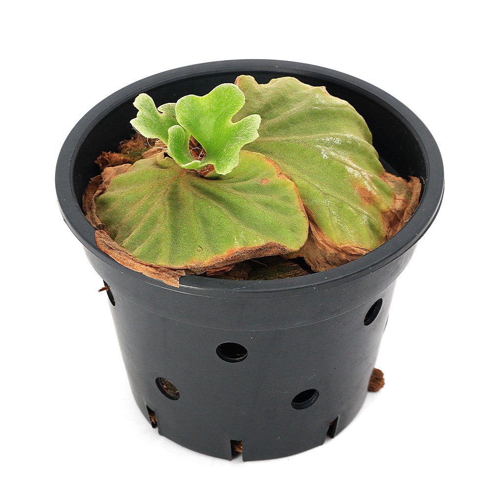 （観葉植物）ビカクシダ　リドレイ　ドワーフ　３号（１鉢）　リドレィ　リドレー　ＣＲＣ15―30―10―10―00