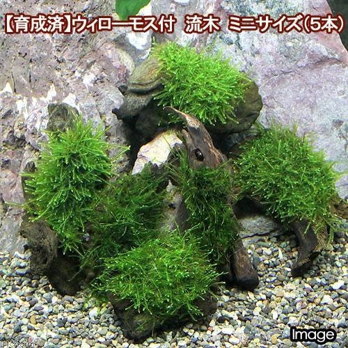 （水草）育成済　ウィローモス　流木　ミニサイズ（８ｃｍ以下）（水中葉）（無農薬）（５本）　北海道航空便要保温　ＣＲＣ12―18―15―77―00