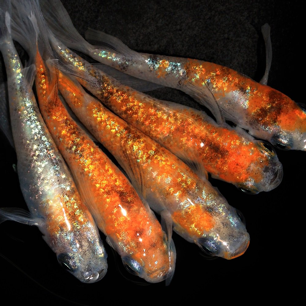 （めだか）松井ヒレ長砂里三色メダカ（５匹）　ＣＲＣ60―20―22―70―20