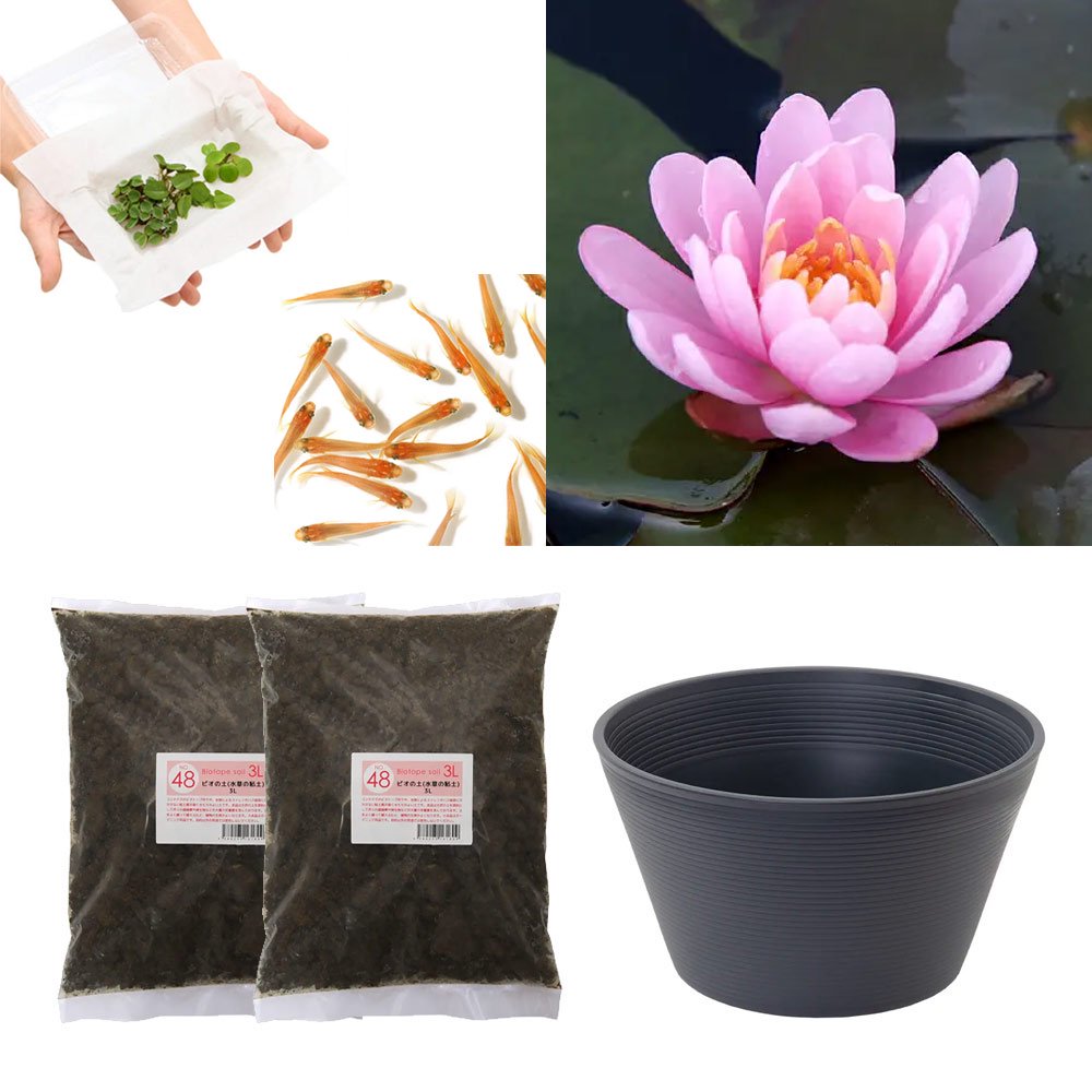 （ビオトープ）（めだか）はじめての睡蓮栽培セット　ニゲル＋睡蓮鉢＋ヒメダカ＋浮き草他　説明書付　本州四国限定　お一人様１点限り　ＣＲＣ15―10―20―20―50