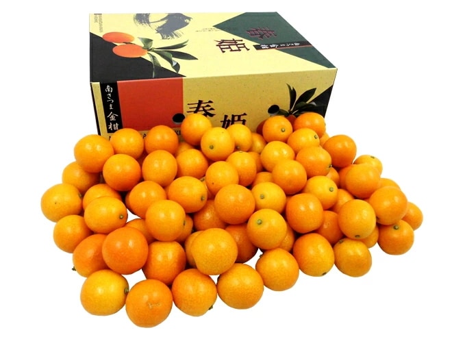 鹿児島県 =完熟きんかん 春姫= 超大粒3Lサイズ 約2kg 糖度16度以上 予約 2月下旬以降