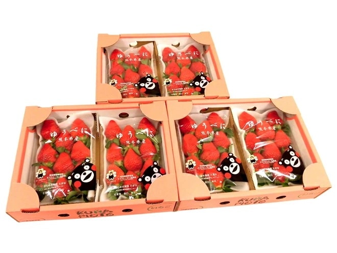 熊本県 =ゆうべにいちご（熊紅いちご）= 秀品 2パック入り（1パック 7-13粒 約250g）x3箱 予約 1月以降