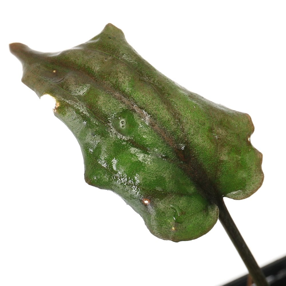 （水草）クリプトコリネ　フスカ　Ｍｅｍｂａｌｏｎｇ産（１ポット）　ＣＲＣ12―72―40―00―00