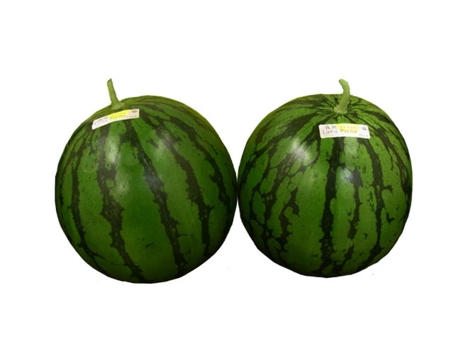 高知県夜須町 =ルナピエナ= 2玉 約12-14kg 化粧箱 金時,祭ばやしなど 予約 4月末以降