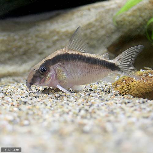 （熱帯魚）コリドラス・スーパーアークアタス（ワイルド）（３匹）　北海道・九州航空便要保温　ＣＲＣ13―36―20―00―00