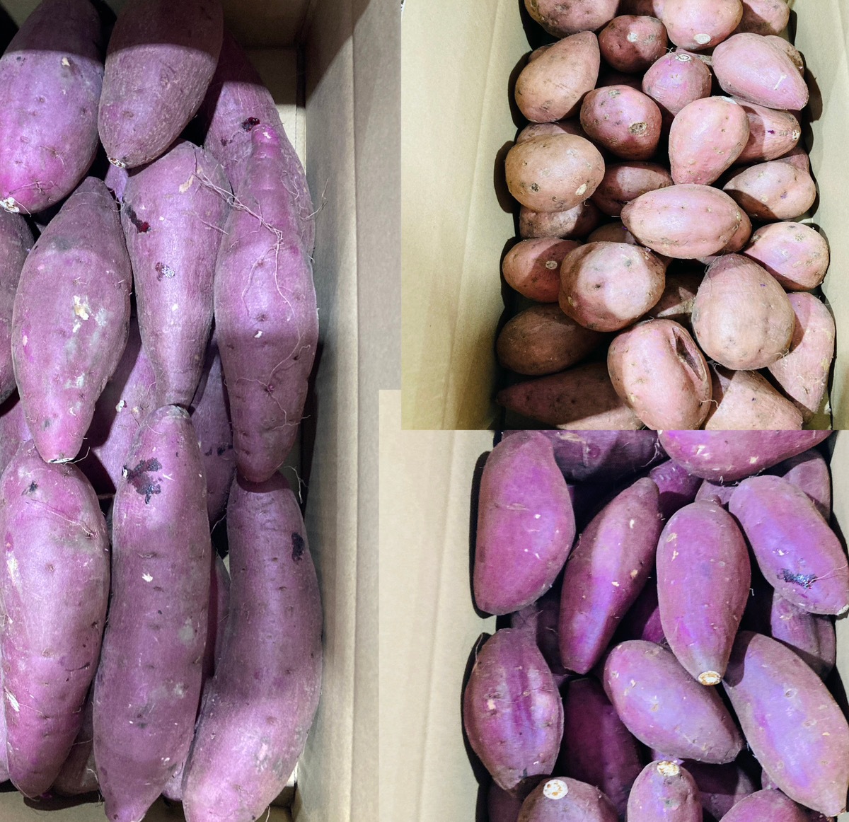 熊本県産 さつまいも 3種類セット 紅はるか＆シルクスイート＆安納芋 訳あり 約8kg 箱込み 無規格品 サイズ不揃い 【002】 熊本県産 サツマイモ 紅蜜芋 焼き芋 芋 いも 通販 家庭用