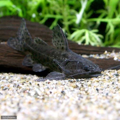 （熱帯魚）ジャガー・キャット　ペルー（１匹）　北海道・九州航空便要保温　ＣＲＣ13―46―00―00―00