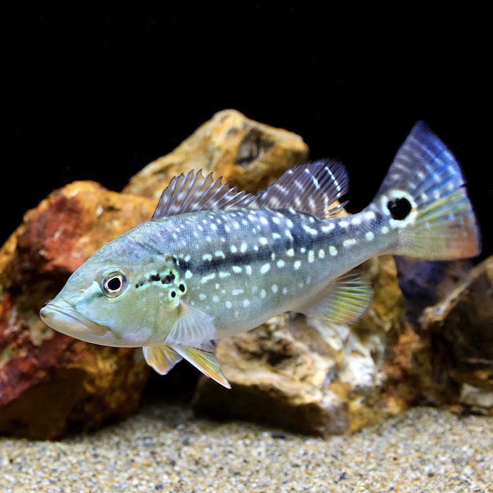 （熱帯魚）キクラ・メラニアエ　Ｍサイズ（約１１ー２０ｃｍ）（ブリード）（１匹）　北海道・九州航空便要保温　ＣＲＣ13―28―22―20―00