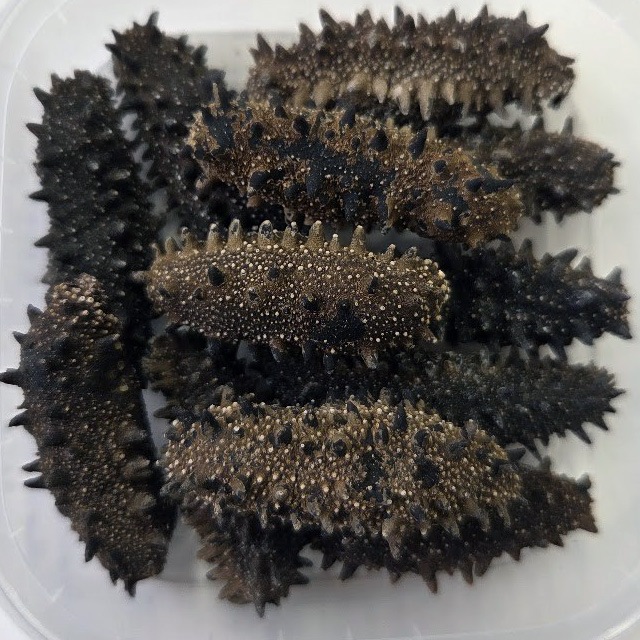 北海道産 天然乾燥ナマコ【AB級品】L-Mサイズ300g（約36-26個）実りある贅沢を