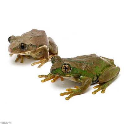 呪物ゴートスカル チベット密教 法具 チベット 山羊のカパラ