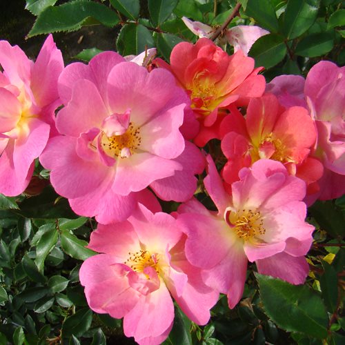 バラ苗 2年大株 4号 ボーレガード Climbing Roses L1301 自家用 花無し株 5,519円