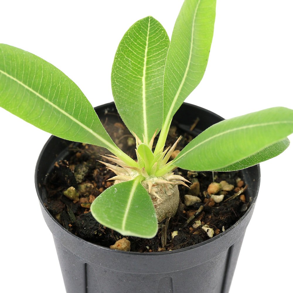 （多肉植物）パキポディウム　エニグマティクム　２号（１鉢）　ＣＲＣ15―60―75―00―00