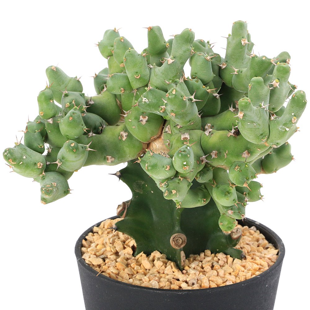 （観葉植物）ユーフォルビア　クリビコラ　４号（１鉢）　ＣＲＣ15―60―60―00―00