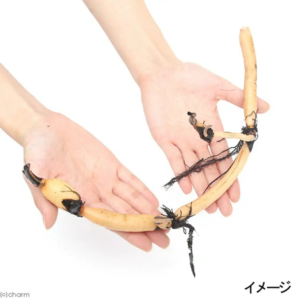 （ビオトープ）蓮　ハス（斑）　蓮根　城州斑蓮（ジョウシュウマダラ）　一重咲斑蓮大型品種（１ポット分）　ＣＲＣ15―10―30―20―30