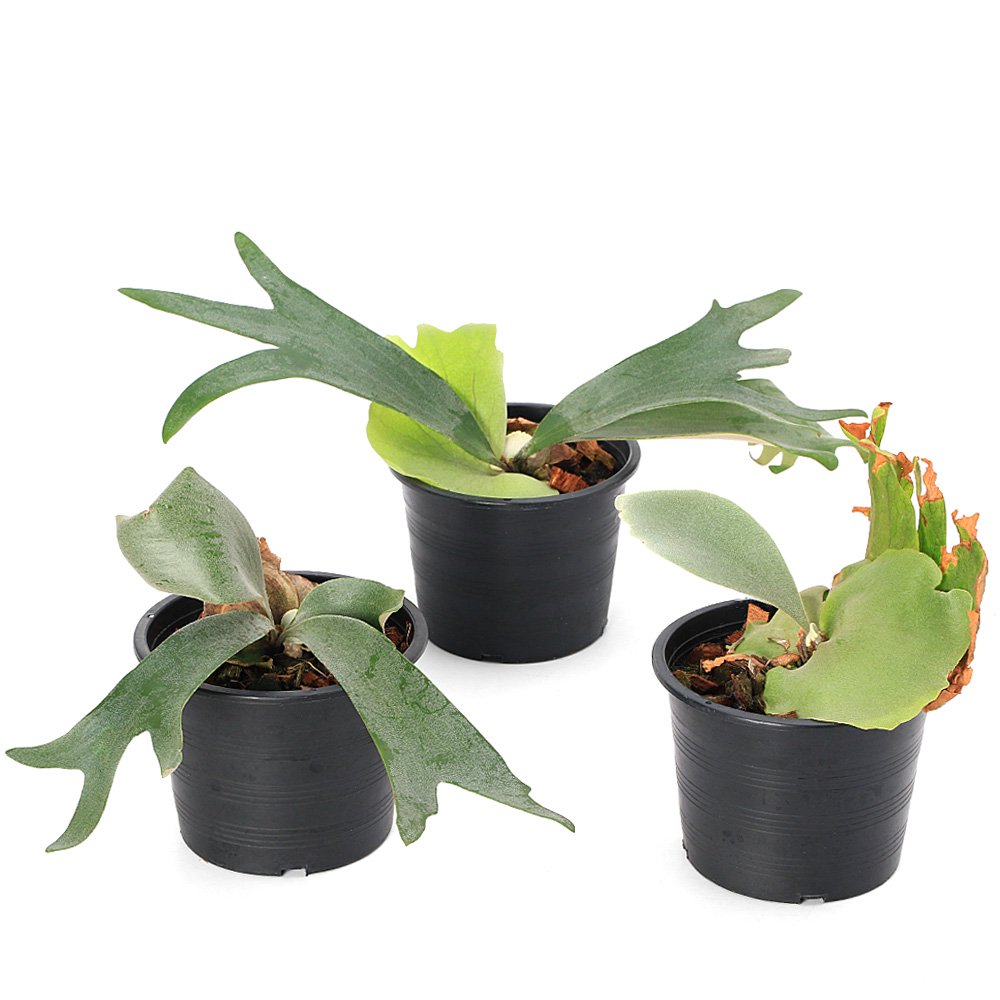 (観葉植物)ビカクシダ ウィリンキー 4号(1鉢) CRC15―30―20―02―00