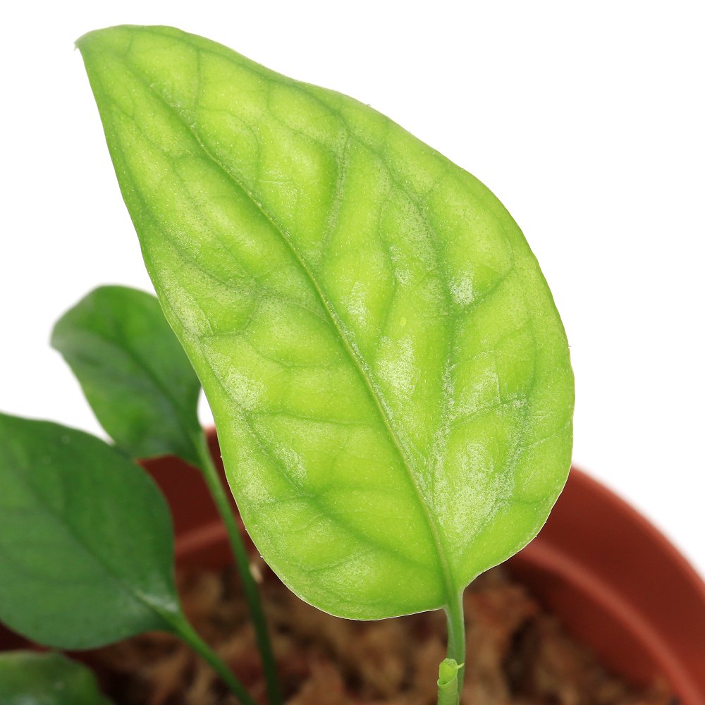 （テラリウム）エピプレムナム　ピナツム　スケルトンキー（無農薬）（１ポット）　北海道・九州航空便要保温　ＣＲＣ12―88―20―00―00