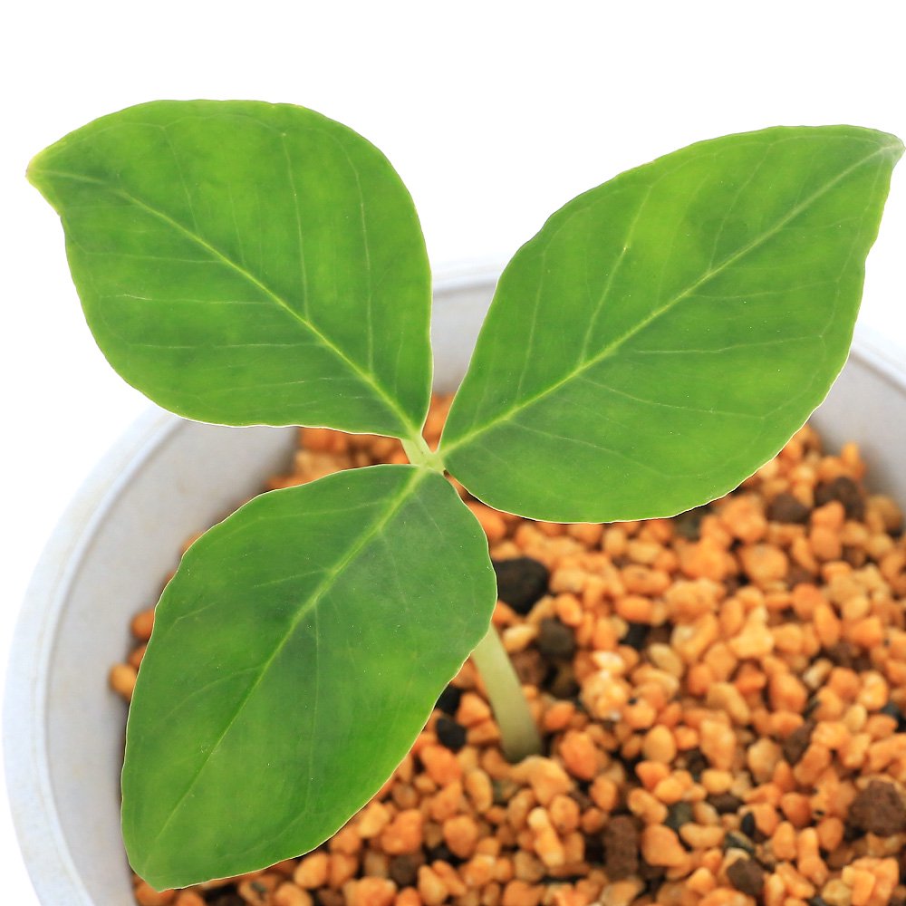 （山野草）テンナンショウ（天南星）Ａｒｉｓａｅｍａ　ｇｕａｎｇｘｉｅｎｓｅ　４ー４．５号（１ポット）（休眠状態）　ＣＲＣ15―35―45―00―00