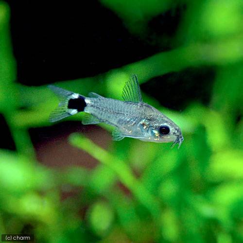 （熱帯魚）コリドラス・ハステータス（ブリード）（１０匹）　北海道・九州航空便要保温　ＣＲＣ13―36―10―00―00