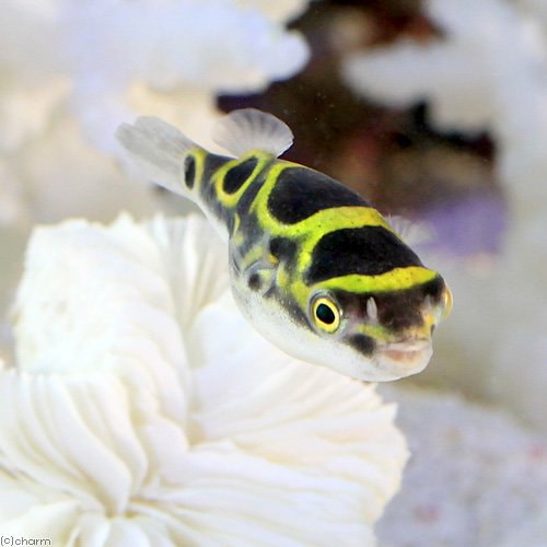 楽天市場】【淡水魚】激レア 2匹のみ ブリコノプスsp ロライマグリーン ワイルド【１匹】(珍カラ)（生体）（熱帯魚）NKＣＫ :  ペットバルーン楽天市場支店