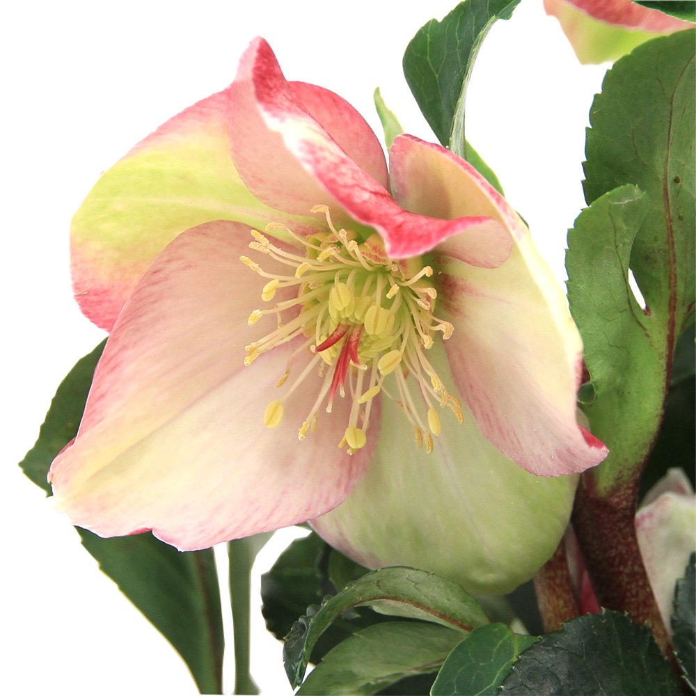 （観葉植物）クリスマスローズ　氷の薔薇　イタリアーノ・カルロッタ　５号（１鉢）　ＣＲＣ15―55―10―00―00