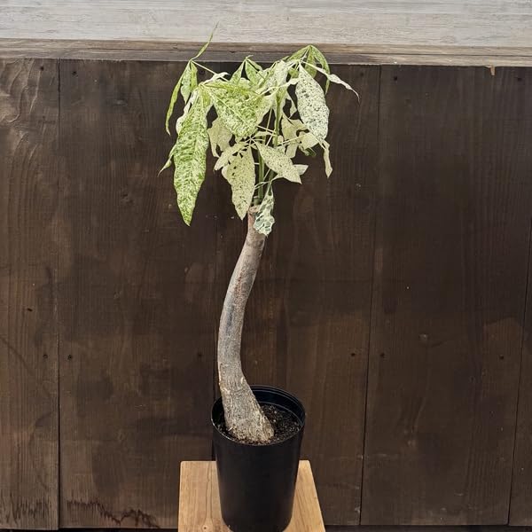 観葉植物：パキラ ミルキーウェイ*斑入り 5号プラポット