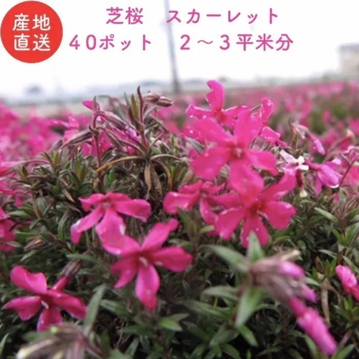 芝桜 スカーレットフレーム 赤色種 ９cmポット苗 ４０株 シバザクラ グランドカバー