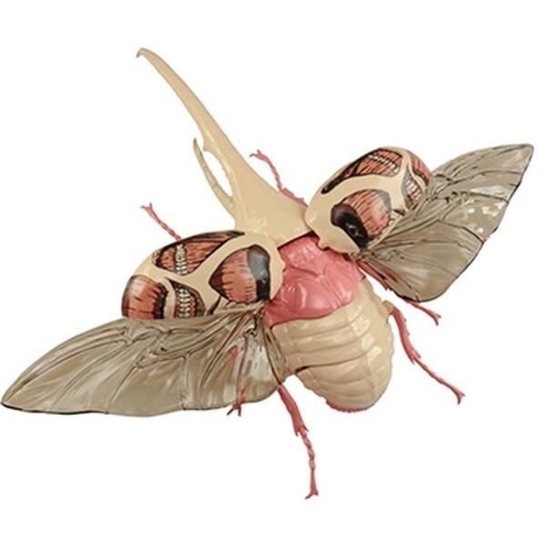 R262 TVAj i̋l wNXIIJug ^ldl