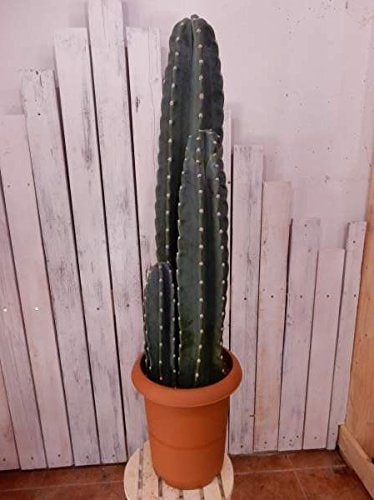 柱サボテン ３本仕立て ８号鉢植え サボサボのサボちゃん 自分流に仕上げて下さいインテリアでもお楽しみいただけます植え替えなどに