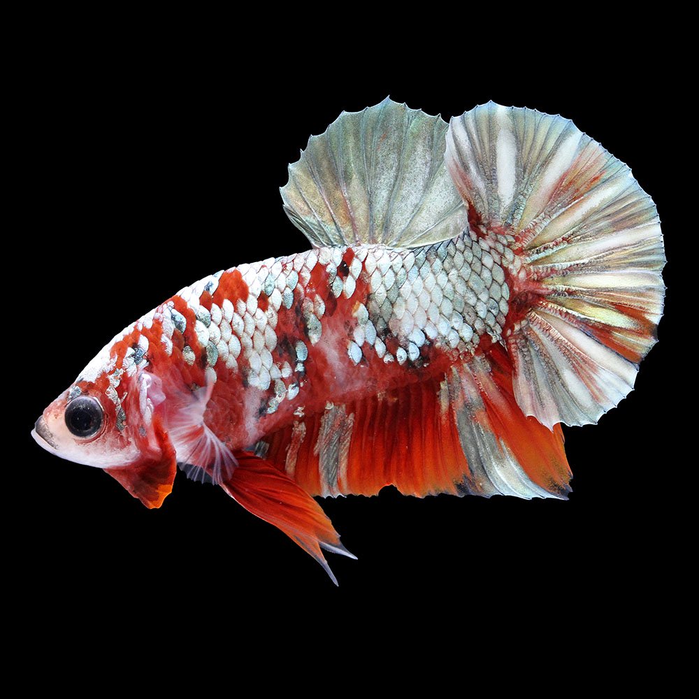 （熱帯魚）ベタ・ハーフムーンプラカット　アイアンマン（１ペア）　北海道・九州航空便要保温　ＣＲＣ13―32―05―50―00