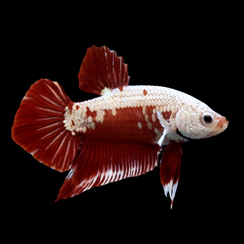 （熱帯魚）ベタ・ハーフムーンプラカット　レッド　サムライ　オス（１匹）　北海道・九州航空便要保温　ＣＲＣ13―32―05―50―00