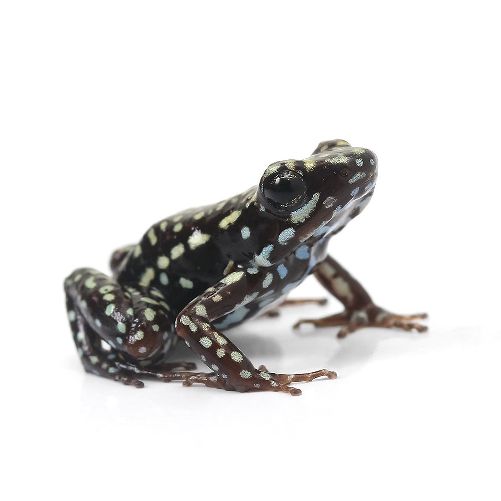 （両生類）ミイロヤドクガエル　シエリトｃｉｅｌｉｔｏ（１匹）　ＣＲＣ17―05―35―20―00