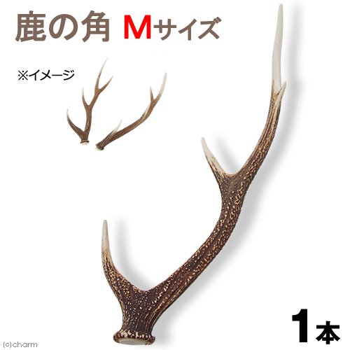 国産 鹿の角 オブジェ Mサイズ 1本 インテリア CRC50―97―00―00―00