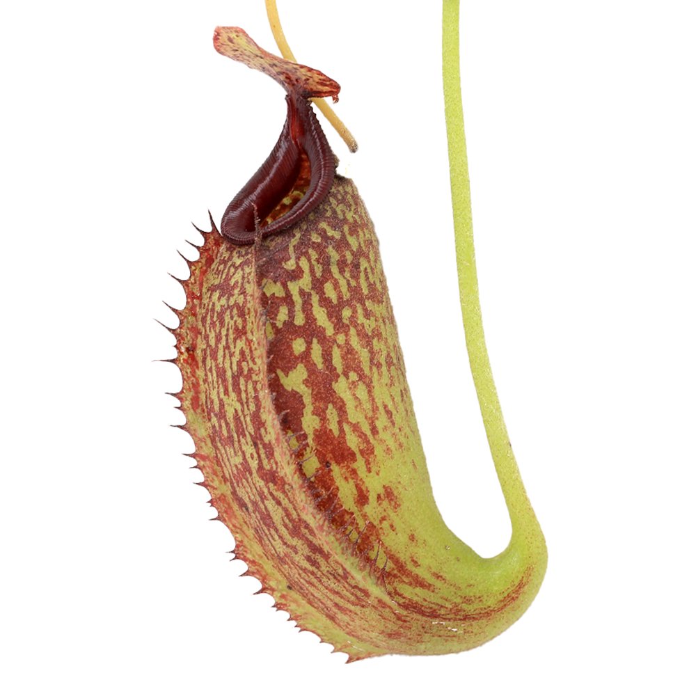 (食虫植物)ウツボカズラ ネペンテス マキシマXアリストロキオイデス 3号(1鉢) CRC15―40―05―00―00