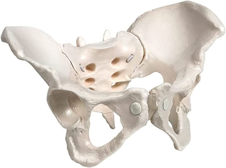 グイッと動かせる骨盤模型 人体模型 骨模型 女性 仙腸関節 伸縮コード 可動(等身大)