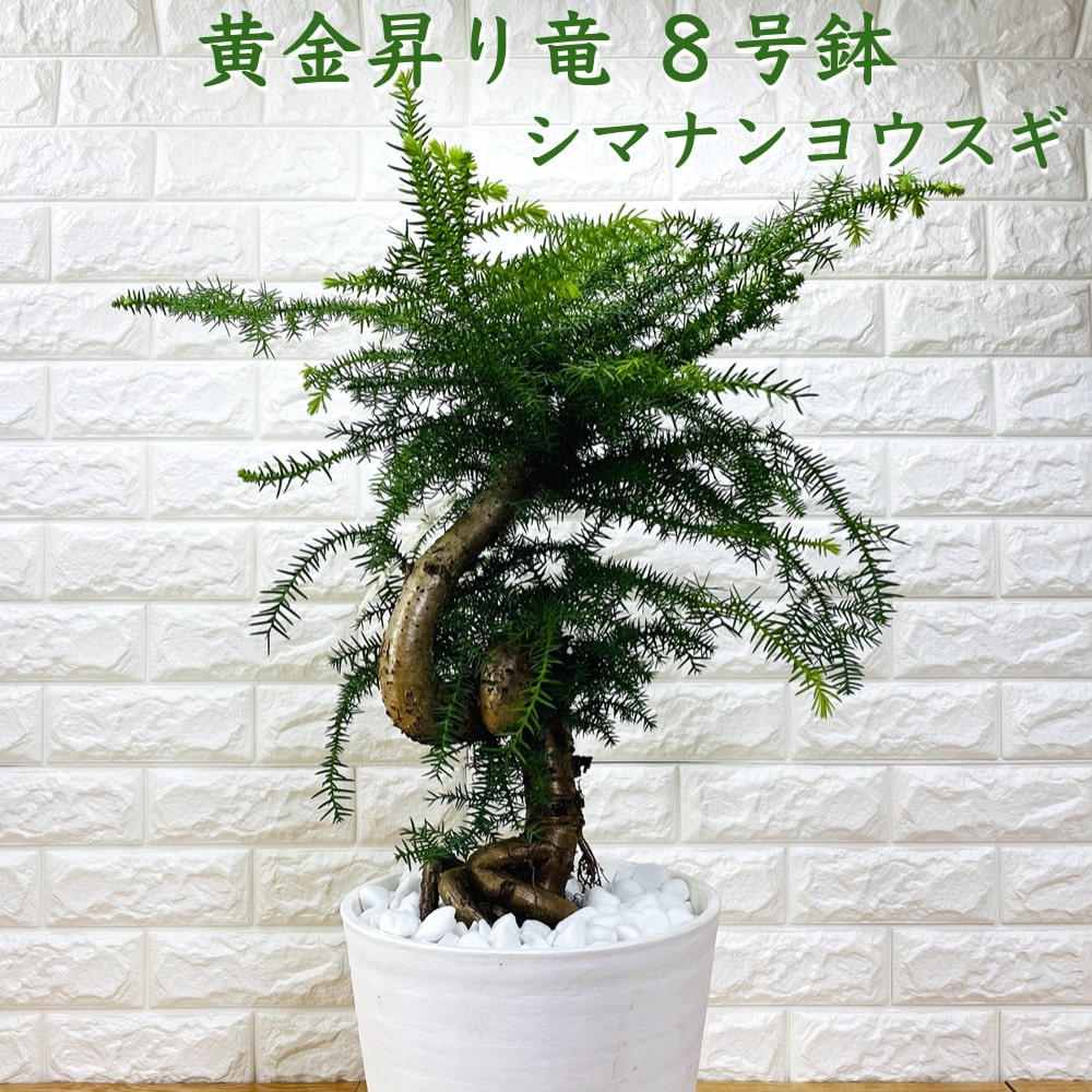 最も信頼できる 黄金昇り竜 観葉植物 シマナンヨウスギ 開店祝い 新築祝い プレゼントギフト 苗 鉢植え プランター 地植え シンボルツリー 記念樹 庭木 室内 幸運を招く樹木 盆栽仕立て 8号鉢 アローカリア その他 Imepac Edu Br