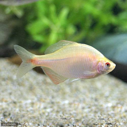 （淡水魚）イエローバラタナゴ（３匹）　ＣＲＣ60―30―10―10―10