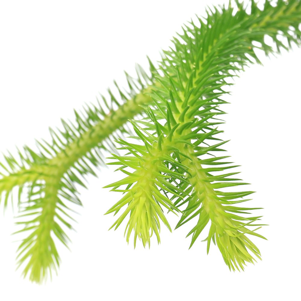 （観葉植物）シダ　リコポディウム　フペルジア　スクアローサ　吊り鉢タイプ　４号（１鉢）　ＣＲＣ15―30―10―15―00