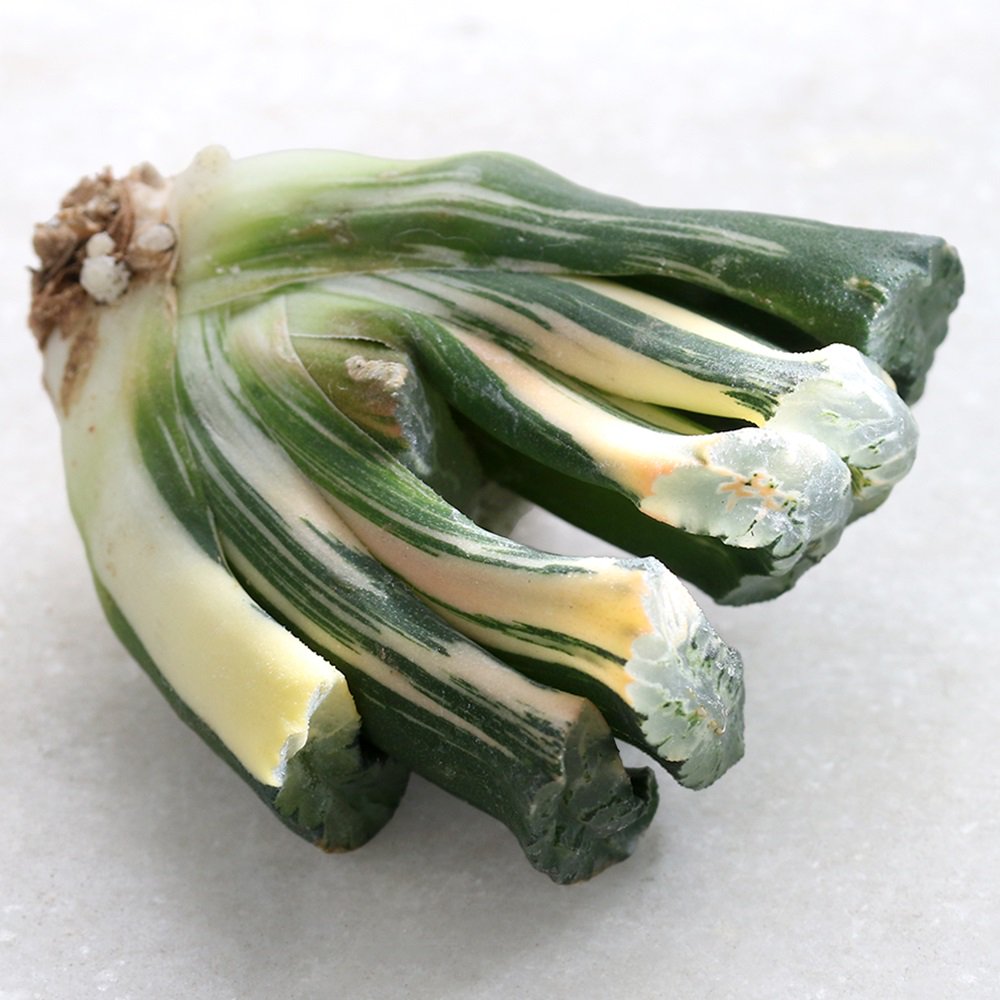 （多肉植物）韓国苗　ハオルチア　玉扇　北斎錦（１株）　ＣＲＣ15―60―50―00―00