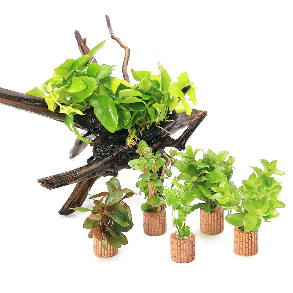 （水草）置くだけ簡単レイアウトセット　アヌビアスナナ　ゴールデン＋おまかせ有茎草５種　（１セット）　北海道・九州航空便要保温　ＣＲＣ12―23―60―00―00