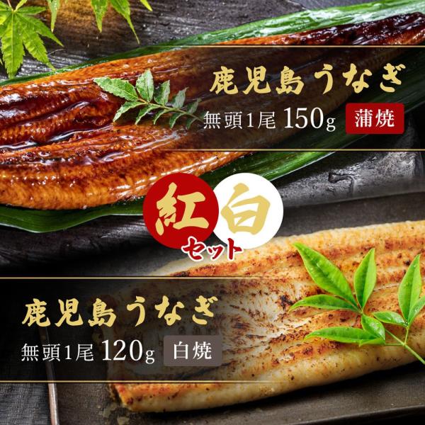 【紅白セット】鹿児島うなぎ無頭 （蒲焼1尾150g＋白焼1尾120g）×1セット タレ・山椒付 / 鰻 ウナギ ギフト