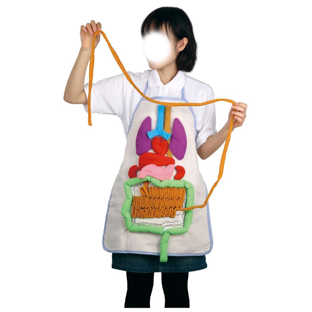 （まとめ買い）内臓の大きさ説明エプロン 8734 [x3セット]