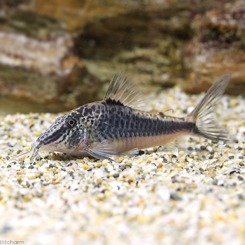 （熱帯魚）コリドラス・セミアキルス　クレセント（ワイルド）（１匹）　北海道航空便要保温　ＣＲＣ13―36―60―00―00