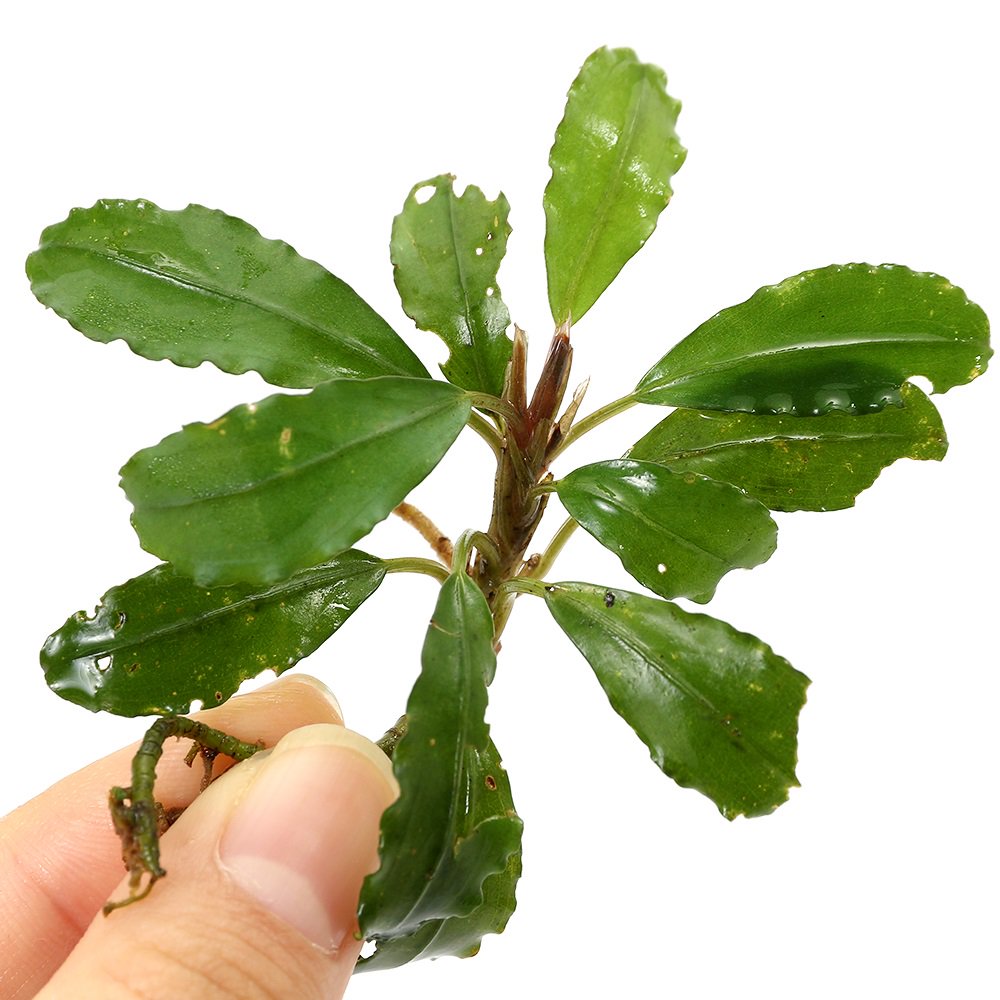 （水草）ブセファランドラｓｐ．スーパーブルー２（水上葉）（１株）　ＣＲＣ12―71―20―00―00 7,968円