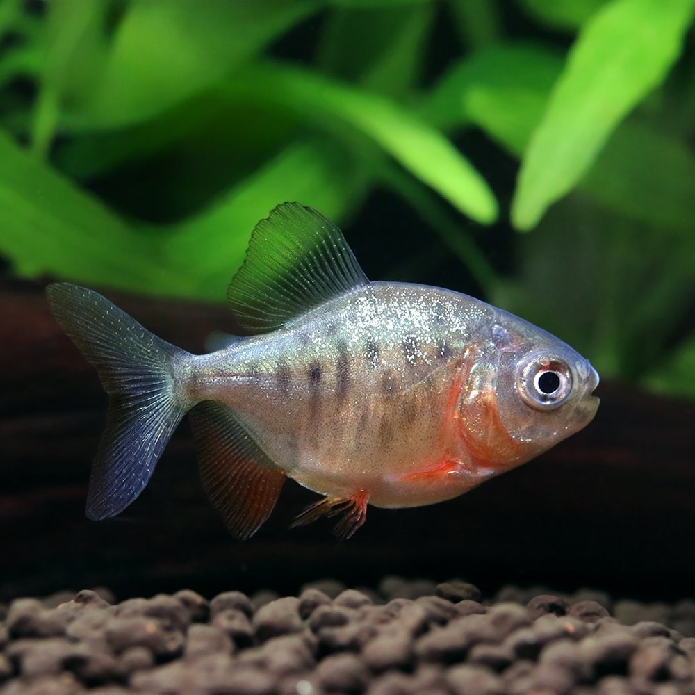 （熱帯魚）コロソマｓｐ.　サンフランシスコ（１匹）　北海道・九州航空便要保温　ＣＲＣ13―20―12―00―00