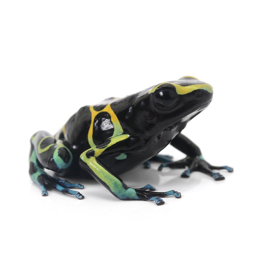 （両生類）キオビヤドクガエル　セロオータナｃｅｒｒｏ　ａｕｔａｎａ（１匹）　ＣＲＣ17―05―35―20―00