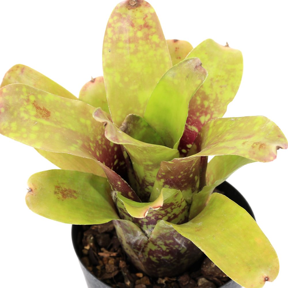 （観葉植物）ネオレゲリア　ドエリンギアナ　３号（１株）　ＣＲＣ15―30―20―22―00