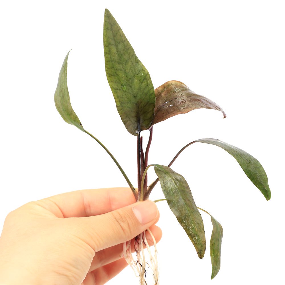 （水草）クリプトコリネｓｐ．ミャンマー産（水上葉）（１株）　ＣＲＣ12―72―40―00―00