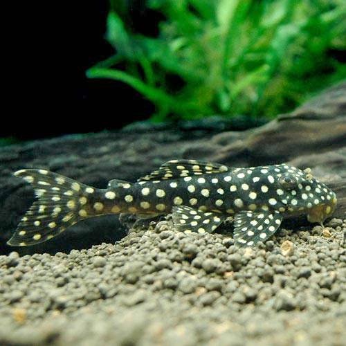 （熱帯魚）ルビースポット・マグナムプレコ（ワイルド）（１匹）　北海道航空便要保温　ＣＲＣ13―44―50―00―00